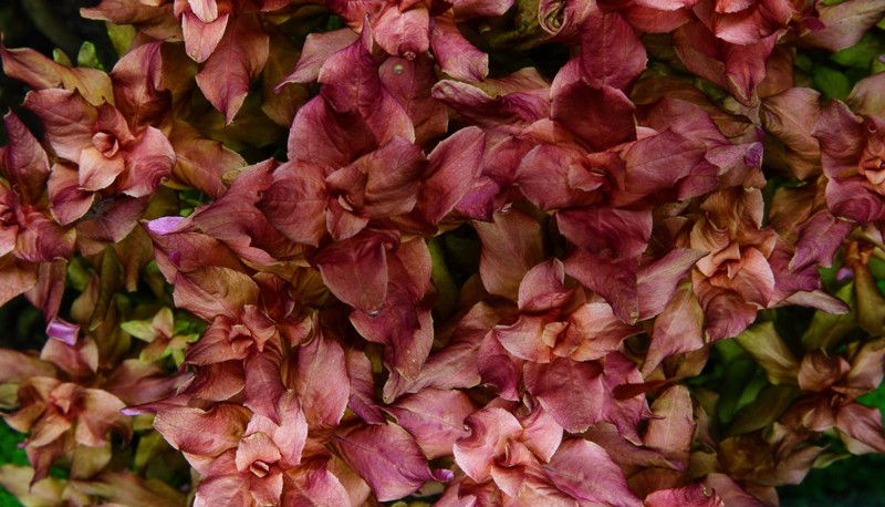 Rotala macrandra 'Japan' (Japanese loosestrife)